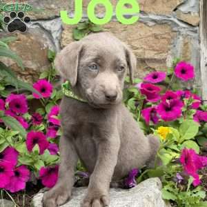 Joe, Silver Labrador Retriever Puppy
